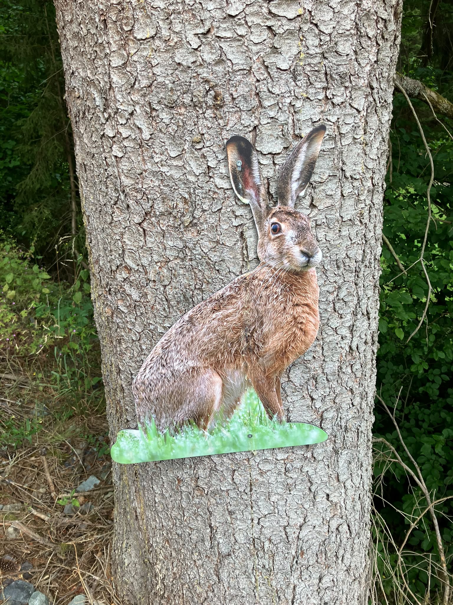 Waldtag -29-.JPG